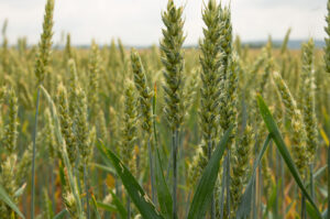 France wheat